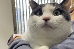 길고양이를 구조하고 10일 후 생기는 일..’너무 편안해졌다옹’