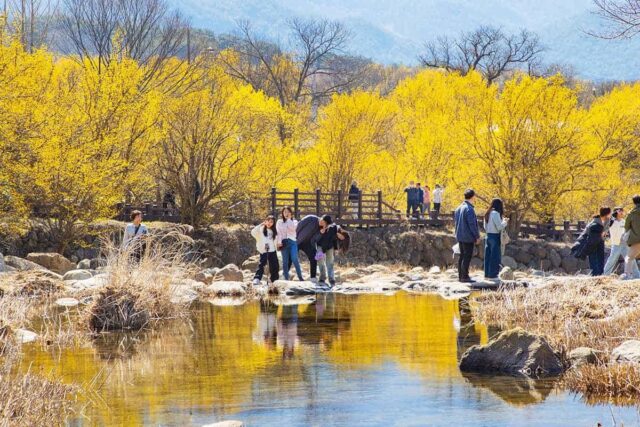 “이번 주말부터 딱 9일!”… 90만 명이 반한 전국 최대 산수유 축제