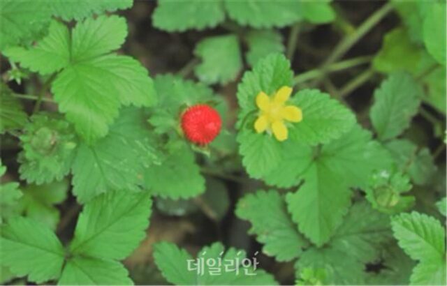 ‘산뱀딸기’ 노로바이러스 치료 효과 확인…동물실험 결과 61% 억제