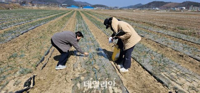 농진청, 병해충 조기 발견과 확산 차단 위해 중앙예찰단 운영