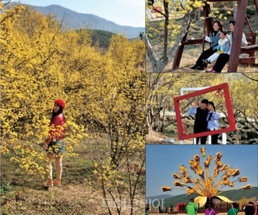 구례산수유꽃축제, 노란 꽃물결 속에서 즐기는 봄맞이 여행