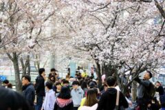 “작년엔 벚꽃 없고, 올해는?”… 기후 변화에 갈팡질팡하는 지자체