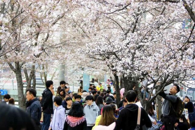 “작년엔 벚꽃 없고, 올해는?”… 기후 변화에 갈팡질팡하는 지자체