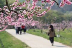 ‘복사꽃 길따라’ 음성 봄여행 즐기러 오세요!