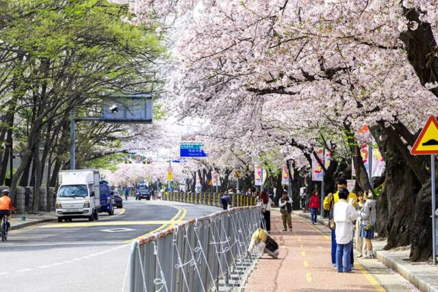 “거대한 정원으로 변한다”… 매년 350만 명이 찾는 대규모 봄꽃 축제