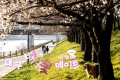 대구 벚꽃 명소로 알아보는 대구 데이트코스 추천