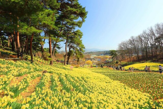 “3월·4월, 여기 안 가면 후회”… 전국에서 가장 아름다운 봄 여행지 4곳