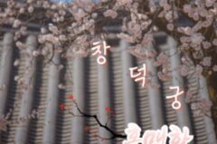 창덕궁의 낭만적인 홍매화 둘러보기(+창덕궁 달빛기행)