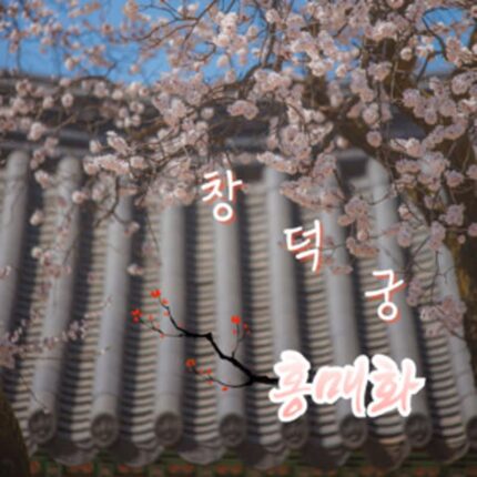 창덕궁의 낭만적인 홍매화 둘러보기(+창덕궁 달빛기행)