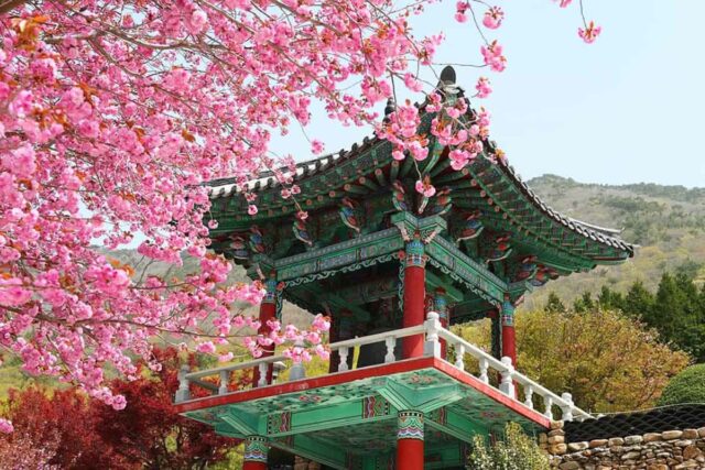 “서울 2배 벚꽃길이 펼쳐진다”… 끝없이 펼쳐지는 봄 여행지
