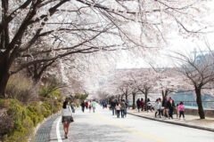 “벚꽃 터널에 무료 영화까지?”… 딱3일, 올봄 놓치면 안될 벚꽃 축제