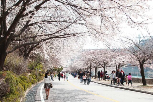 “벚꽃 터널에 무료 영화까지?”… 딱3일, 올봄 놓치면 안될 벚꽃 축제