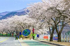 “지금 아니면 1년을 기다려야 한다”… 주민들만 조용히 즐기는 벚꽃 명소 2곳
