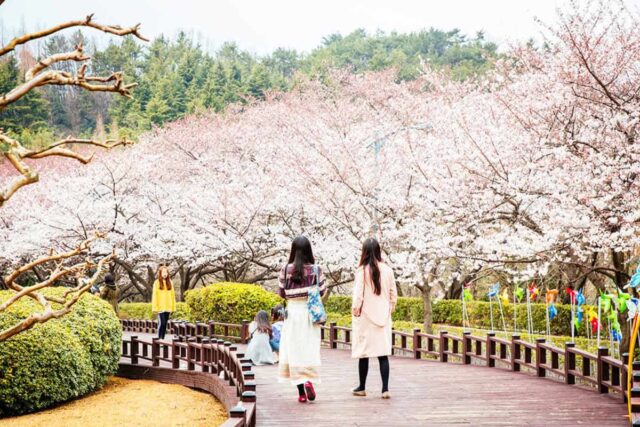 “오직 3일!”… 4,300 그루 벚꽃 터널에서 무료 체험까지 즐기는 봄 축제