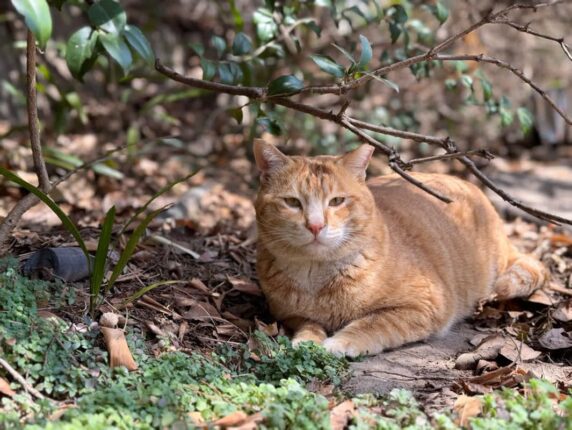 광주시, 길고양이 2천여 마리 중성화(TNR) 사업 실시