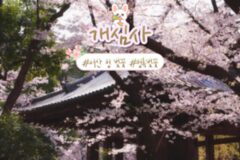 개심사 청 벚꽃, 천 년 고찰에 피어난 봄의 선물 서산 여행(+서산 가볼 만한 곳 추천)