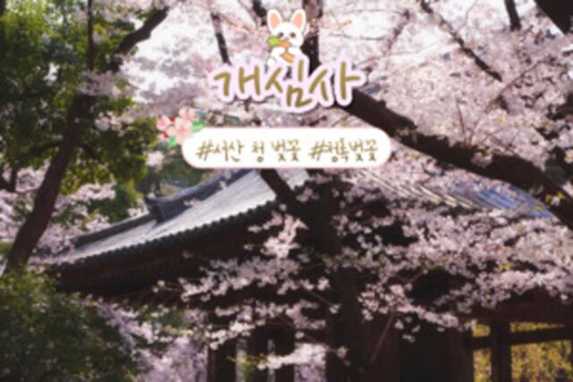 개심사 청 벚꽃, 천 년 고찰에 피어난 봄의 선물 서산 여행(+서산 가볼 만한 곳 추천)