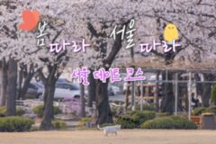 봄 데이트로 제격인 서울 핫플 코스 4 (서울 데이트 코스로 추천!)