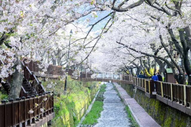 “이상기후에 울상 지은 광양 매화축제”… 10일 앞둔 진해군항제 개화 시기 관심 집중