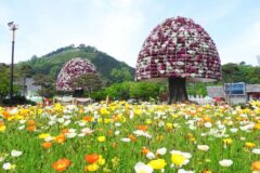 “사전예매로 20% 할인!”… 17만 명이 반한 대한민국 대표 나비 축제