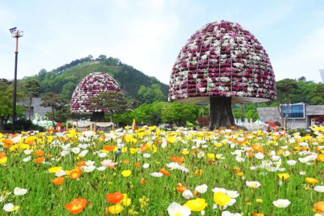 “사전예매로 20% 할인!”… 17만 명이 반한 대한민국 대표 나비 축제