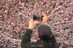 [포토] 춘설이 만든 풍경..봄꽃에 내려 앉은 하얀 눈 이색적