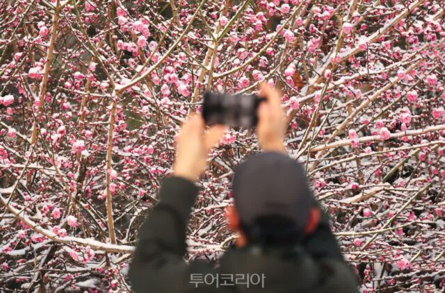[포토] 춘설이 만든 풍경..봄꽃에 내려 앉은 하얀 눈 이색적