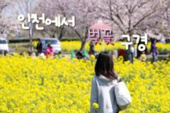 인천 벚꽃 명소, 토박이가 알려주는 벚꽃 구경 코스