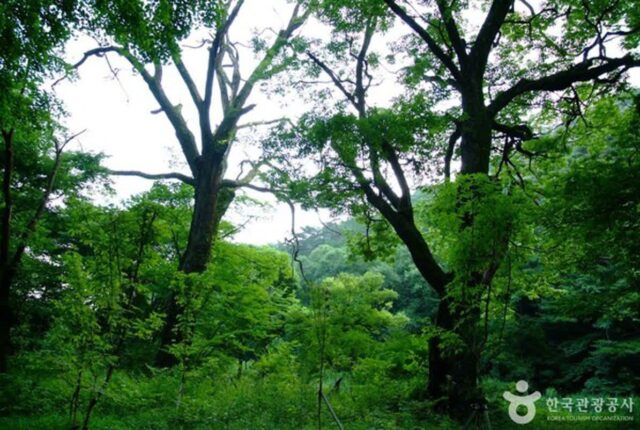 옥화자연휴양림, 숲나들e 예약으로 즐기는 청주 힐링 여행