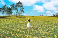 “1,000만 송이 황금빛 물결”… 50% 혜택까지 주어지는 국내 최대 수선화 축제