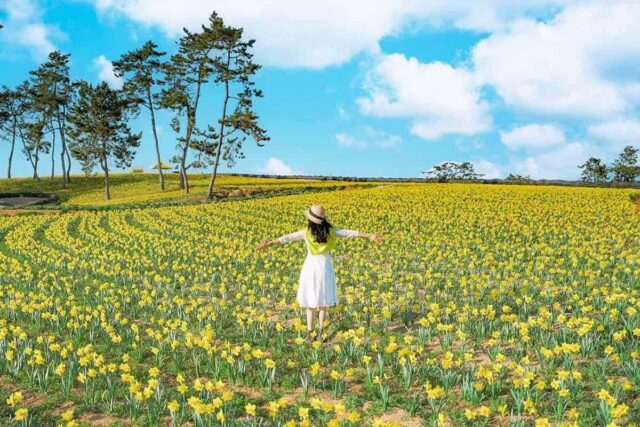 “1,000만 송이 황금빛 물결”… 50% 혜택까지 주어지는 국내 최대 수선화 축제