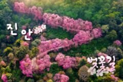 진안군 추천 벚꽃길 따라 즐기는 봄 나들이 4곳 추천(+벚꽃 드라이브)
