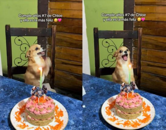 ‘오늘의 주인공은 바로 나!’ 생일상 앞에서 춤추며 기뻐하는 댕댕이