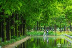 봄기운 가득한 서울, 야외에서 힐링할 나들이 명소는?