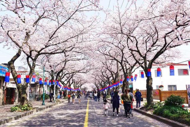 “차 없는 거리에서 즐긴다”… 단 3일만 열리는 왕벚꽃 축제