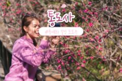통도사에 흐드러지게 핀 고즈넉한 홍매화(+통도사 입장료, 홍매화 나무)