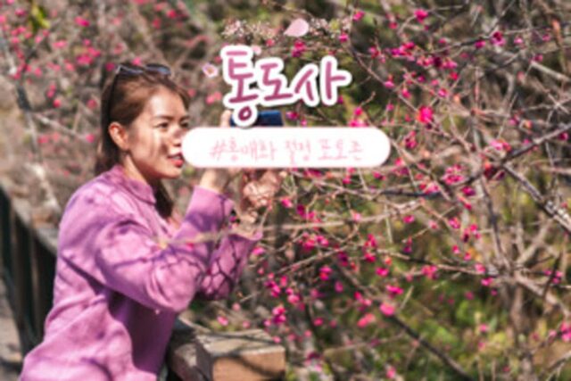 통도사에 흐드러지게 핀 고즈넉한 홍매화(+통도사 입장료, 홍매화 나무)