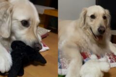 눈 깜짝할 사이 인형 ‘바꿔치기’ 당한 동생 강아지..’어라?’