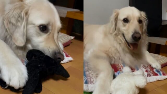 눈 깜짝할 사이 인형 ‘바꿔치기’ 당한 동생 강아지..’어라?’