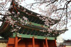 야경 속 빛나는 창경궁, ‘물빛연화’로 특별한 밤 산책