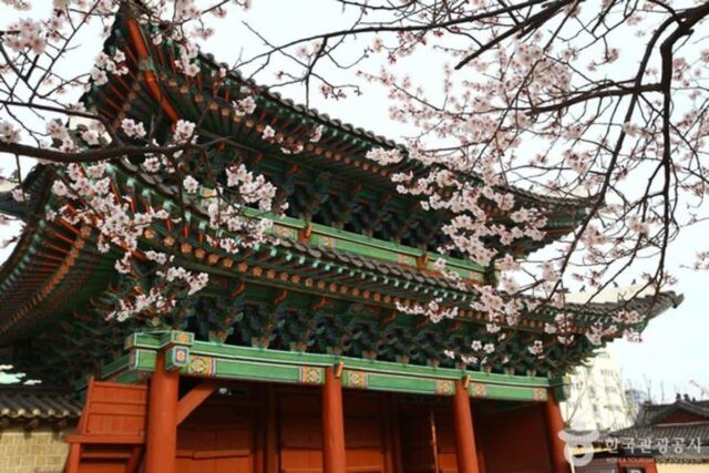 야경 속 빛나는 창경궁, ‘물빛연화’로 특별한 밤 산책