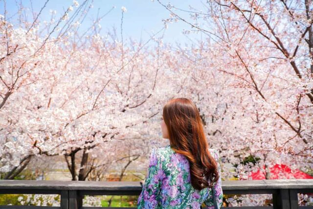“다음주부터 순차 개화 시작”… 전국에서 가장 아름다운 벚꽃길 5곳