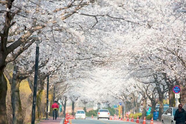 “4.5km 벚꽃길에 35만 명 몰렸다”… 단 12일만 열리는 봄 축제