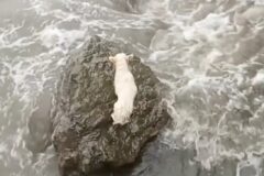 거센 파도 밀려오는 바다에 좌초된 강아지의 운명…’기적의 구사일생’
