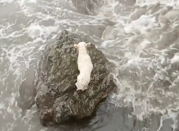 거센 파도 밀려오는 바다에 좌초된 강아지의 운명…’기적의 구사일생’