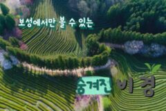 보성군의 자랑, 피톤치드향 가득한 가로수길과 바다가 함께하는 보성 여행~