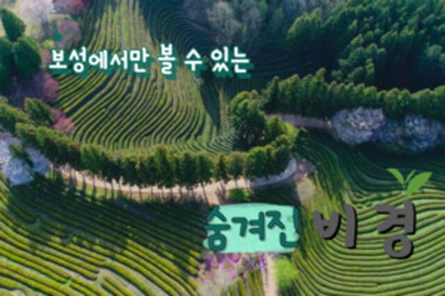 보성군의 자랑, 피톤치드향 가득한 가로수길과 바다가 함께하는 보성 여행~