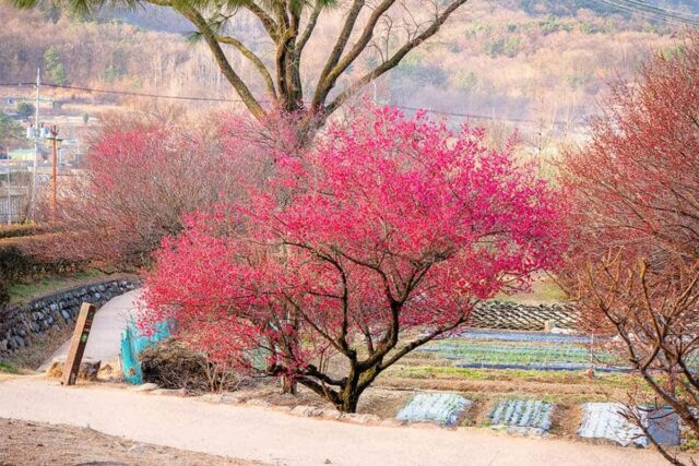 “홍매화·백매화가 먼저 왔어요”… 봄을 제일 먼저 만나는 여행지
