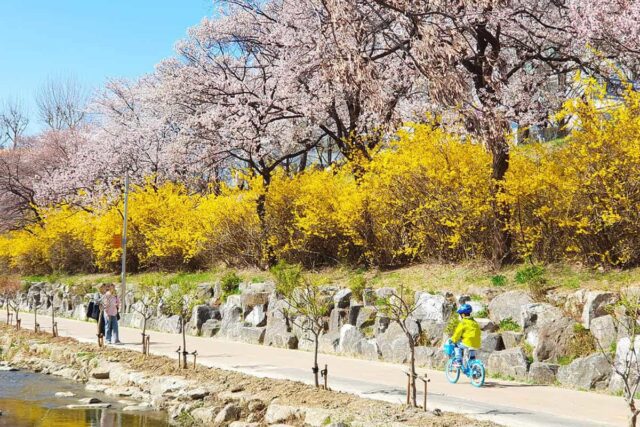 “노랗게 물들기 시작했네”… 지금 걷기 딱 좋은 개나리 꽃길 3곳