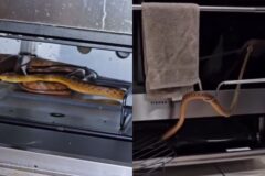 ‘통구이 될 뻔…’ 오븐에 들어간 뱀, 조용히 숨었다가 강제 퇴거